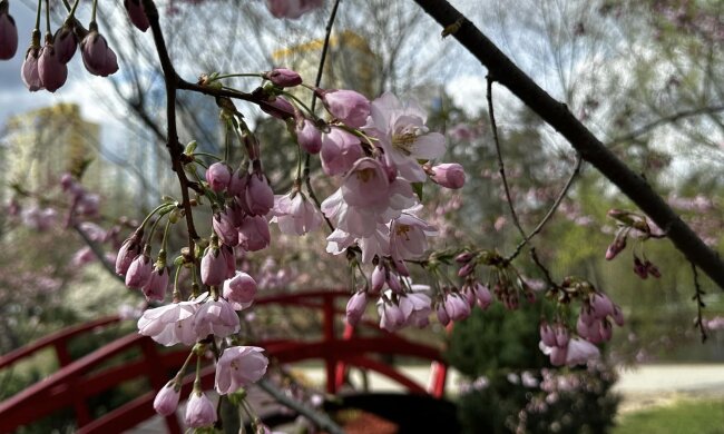 У столиці заквітла найдовша в Україні алея сакур