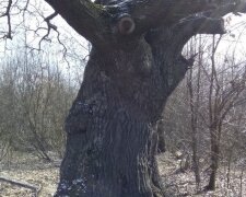 У Києві виявлений чотирьохсотрічний дуб