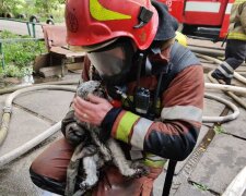 Від вогню врятували жінок та кота: пожежа в багатоповерхівці в Деснянському районі