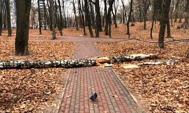 У Києві негода пошкодила більше сотні дерев