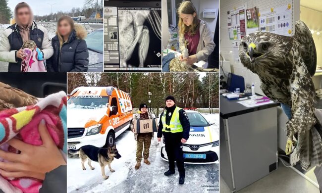 Небайдужі громадяни на Київщині допомогли врятувати рідкісного птаха, який замерзав на узбіччі