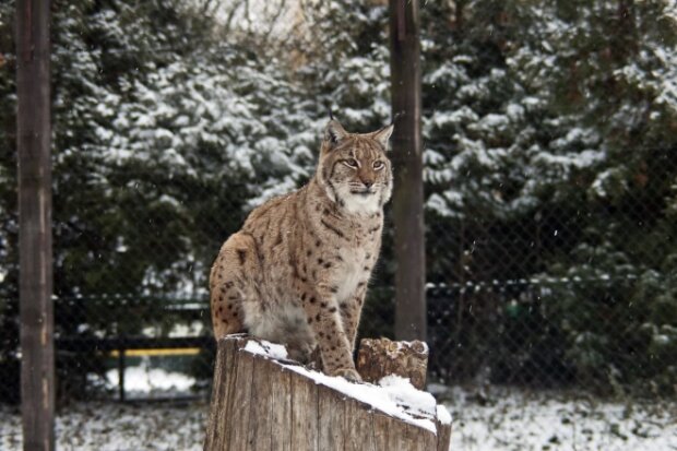 На час локдауну київський зоопарк знижує ціни