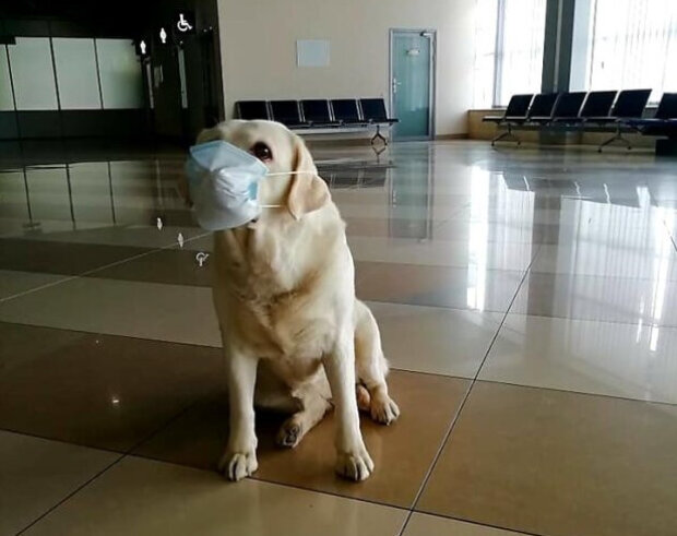 В Борисполі прикордонники надягли службовим собакам маски від коронавірусу (фото)