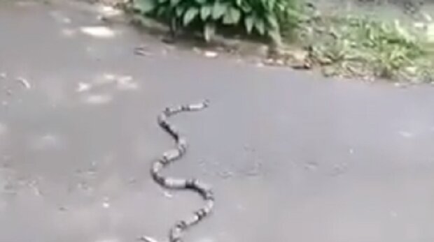 До Міністерства освіти та науки в центрі Києва заповзла екзотична змія (відео)