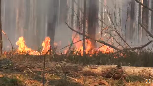 В чорнобильських лісах знов пожежа