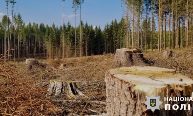 Посадовець КП планував заробіток на фіктивній вирубці радіаційного лісу з Чорнобильської зони