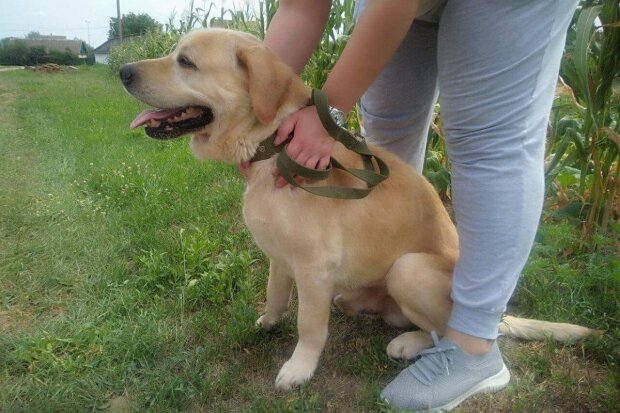 На Київщині викрадений пес після 6 років розлуки впізнав свого господаря (відео)