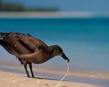 Пластикові соломинки – небезпечні вбивці птахів і тварин
