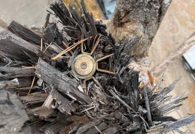 На Київщині відшукали снаряд, що не здетонував і застряг у кроні дерева