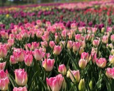 На Співочому полі тюльпани квітнуть онлайн (фото 360º)