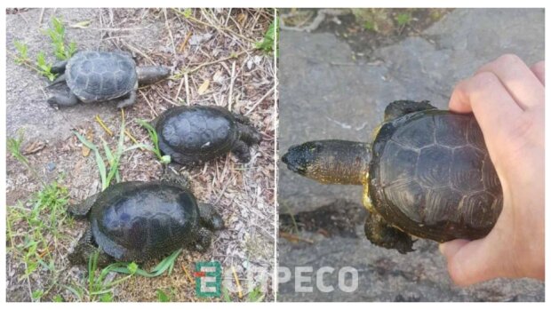 У Білій Церкві поруч з водоймою знайшли десятки мертвих черепах - підозрюють злиття хімікатів