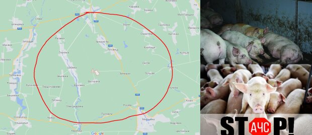 На Київщині виявлено нові випадки африканської чуми свиней