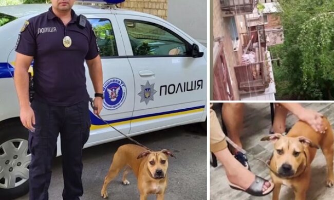 Тримали в спеку на балконі - поліцейські Київської області врятували пітбуля Герду