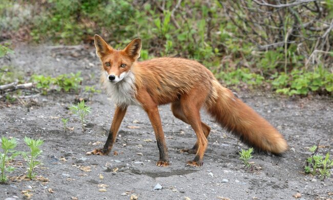 У столиці виявлені випадки сказу у диких тварин