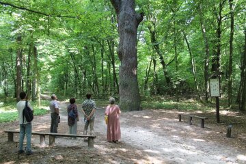 В Голосіївському лісі обстежують славетний Дуб, який має обхват 740 см