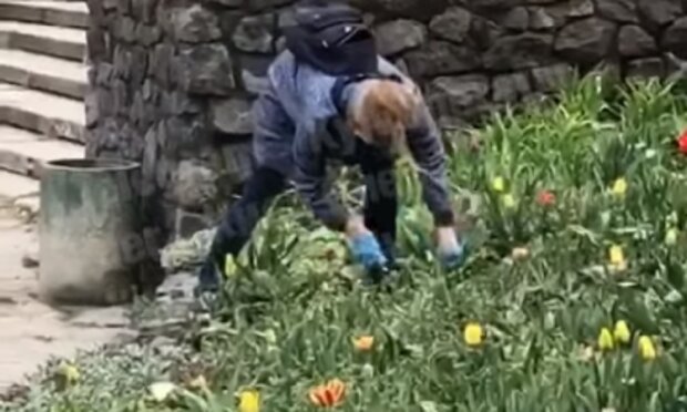 Дама з лопатою: в Солом’янському парку жінка посеред дня крала тюльпани (відео)