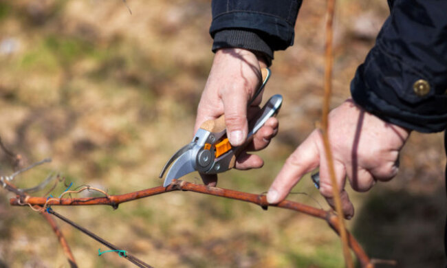 Столична влада презентувала українську версію європейських стандартів догляду за деревами