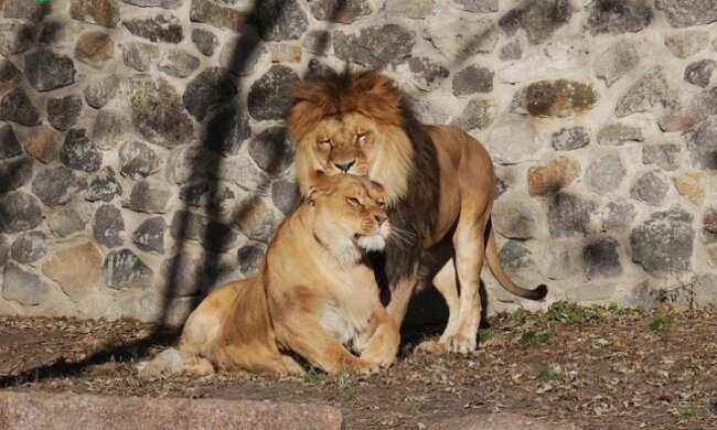 Київський зоопарк готується до літнього сезону (відео)