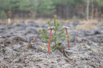 У київських лісах висадили понад 64 тисячі сіянців дерев
