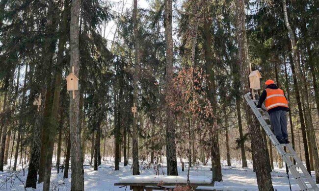 Пернате новосілля: у лісових масивах Києва встановили 160 нових осель для птахів