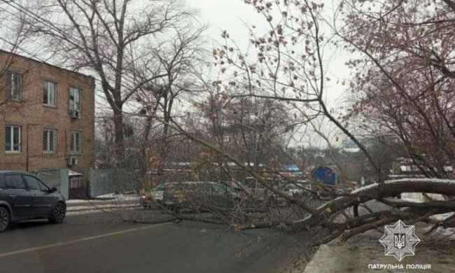 У Києві дерево рухнуло на дорогу