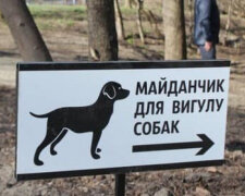 Як розв’язати проблему з вигулом собак у місті – депутат Київради дав основні поради