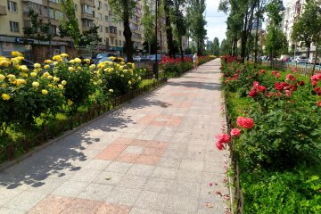 На Печерську з'явилась трояндова алея