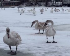 У Дарницькому районі Києва врятували велику зграю лебедів на замерзлому Дніпрі