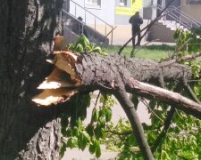 Сильний вітер зламав та повалив десятки дерев у Києві