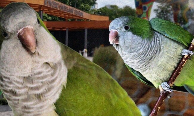 У Київському зоопарку цікавий випадок — безхатній папуга-монах навідувався до вольєру родичів
