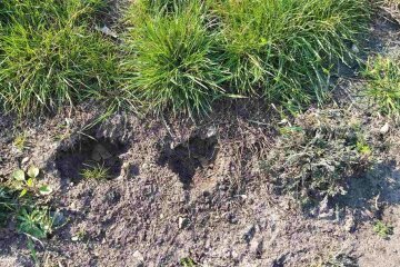 В Солом’янському районі вандали понівечили парки та зелені зони