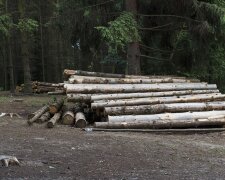 Ліс за хабар у 98 тисяч: ДБР затримало працівника лісгоспу