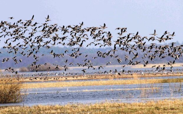 Зміни клімату та браконьєрство – що загрожує перелітним птахам в Україні