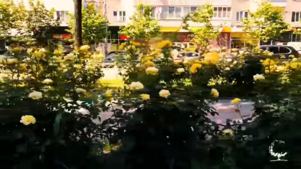 На бульварі Лесі Українки цвіте алея троянд (відео)