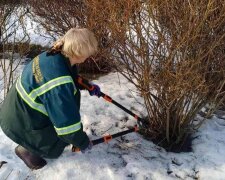 Весняне перевтілення столиці: у київських парках готують рослини до пишного цвітіння