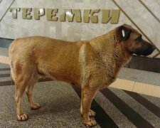 На Теремках відомого талісмана метрополітену, пса Мішу, не пустили в метро та хотіли отруїти