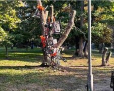 “Дикунський флешмоб”: у Києві невідомі обвішують дерево візками з супермаркету