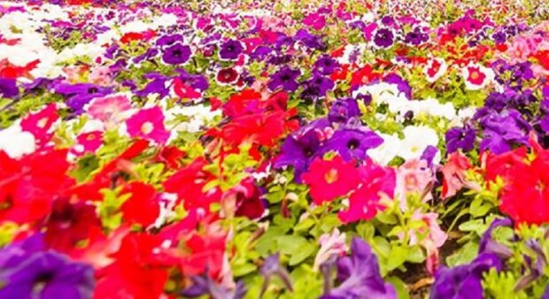 Більше 300 тисяч квітів: на Співочому Полі відкривається виставка Мультленд