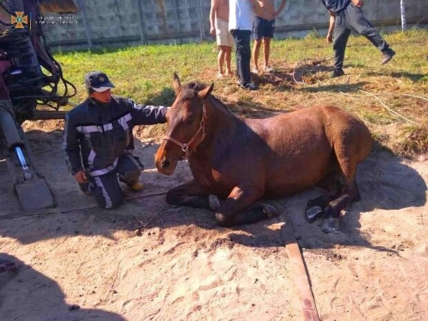 Щасливий порятунок: із вузького підземного колектора на Київщині витягли коня