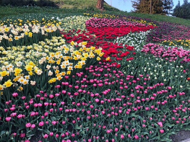 Квітуча подорож: виставка тюльпанів на Співочому полі 2020 онлайн