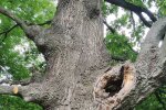У Києві виявили унікальний 400-річний дуб