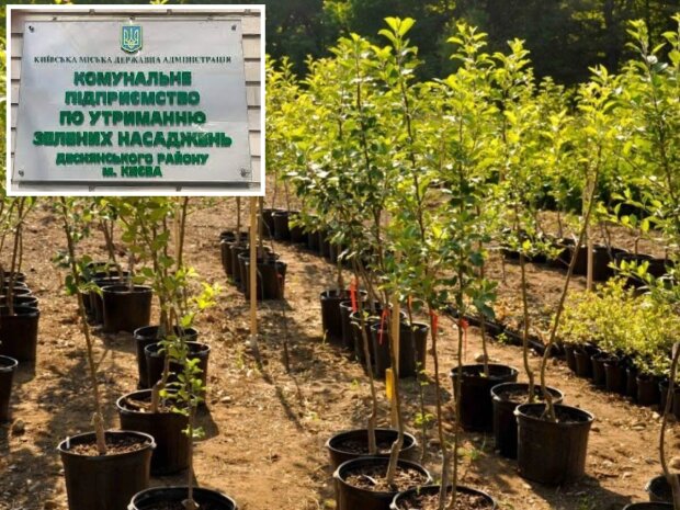 Комунальники Деснянського району вирішили купити більше 4000 дерев та кущів на понад 6 млн гривень