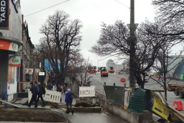 Дуб чи міст: кияни стурбовані долею дерева-пам’ятки на Шулявці