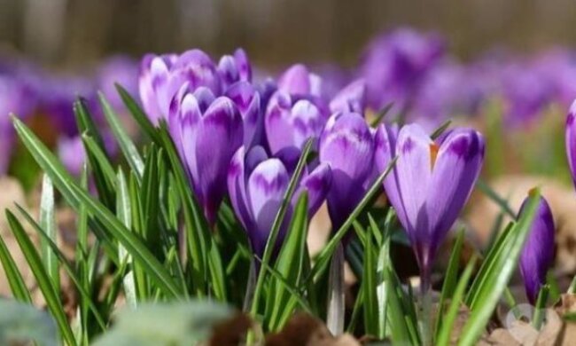 В Україні продовжують знищувати первоцвіти