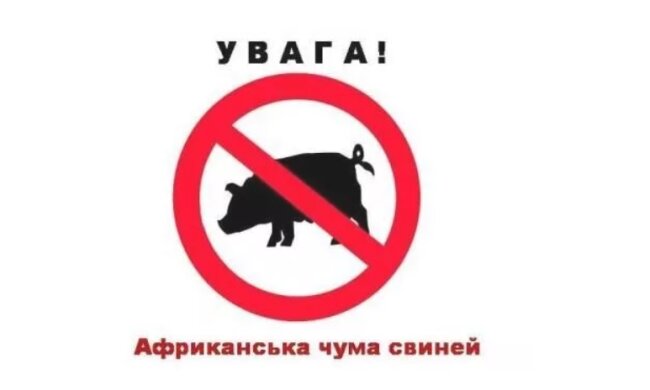 В громаді на Київщині запроваджено карантин — зафіксована африканська чума свиней