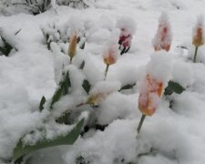 На Київщині випав сніг