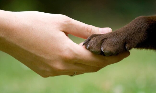 Киян закликають брати додому тваринок з тимчасового притулку «Виставковий центр»