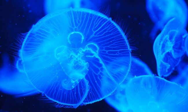 В Дніпрі біля Києва – навала медуз та інших морських мешканців