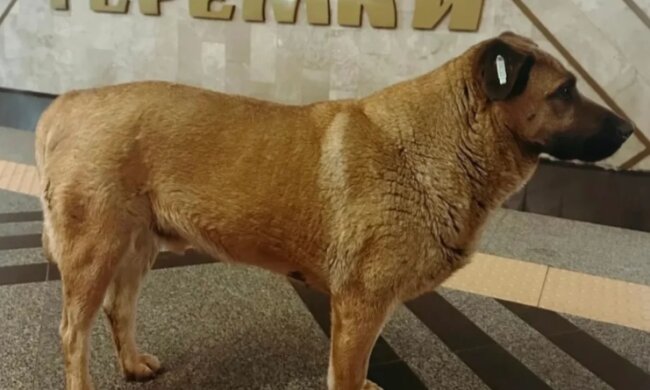 На Теремках відомого талісмана метрополітену, пса Мішу, не пустили в метро та хотіли отруїти