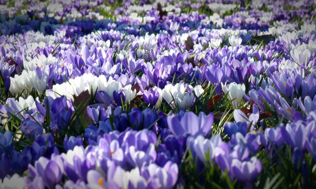 У Києві зафіксували метеорологічну весну